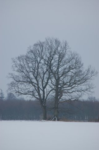 winter12200906.jpg