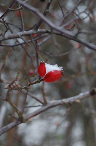 winter12200916.jpg